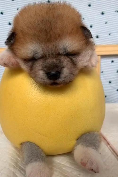 狗狗能吃柚子吗
