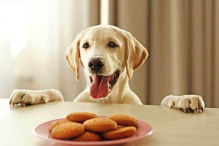 狗狗能吃红薯吗