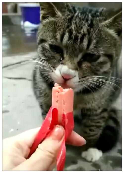 猫咪可以吃火腿肠