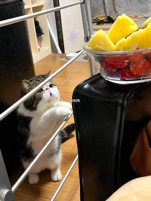 猫咪可以吃苹果吗如何吃
