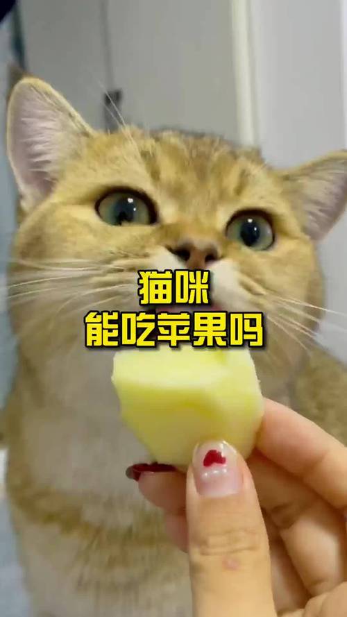 猫咪可以吃苹果吗