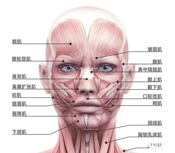 面部肌肉图
