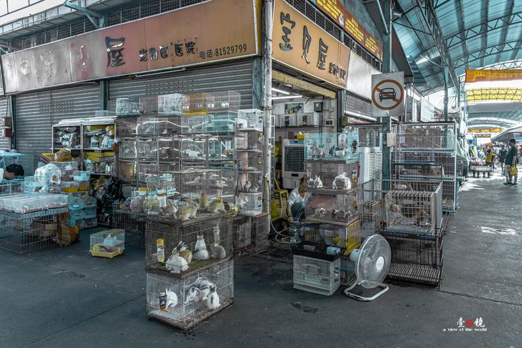 南京花鸟市场的相关图片