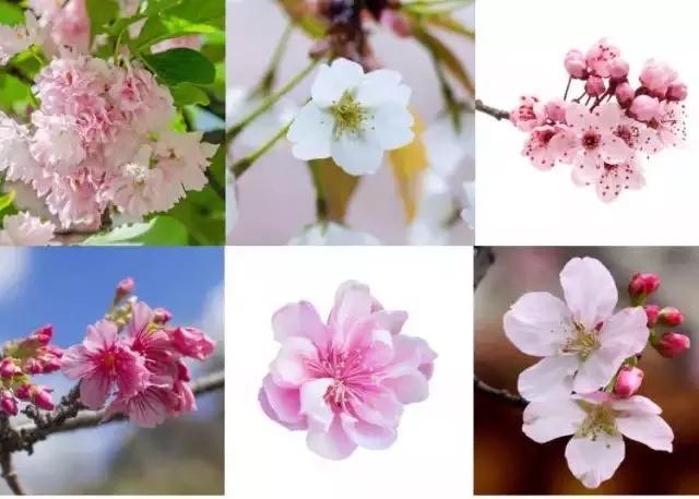樱花有几个花瓣的相关图片