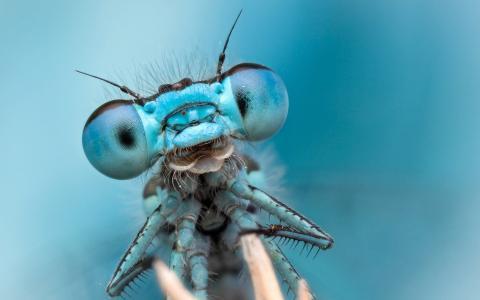 蜻蜓有多少只眼睛的相关图片